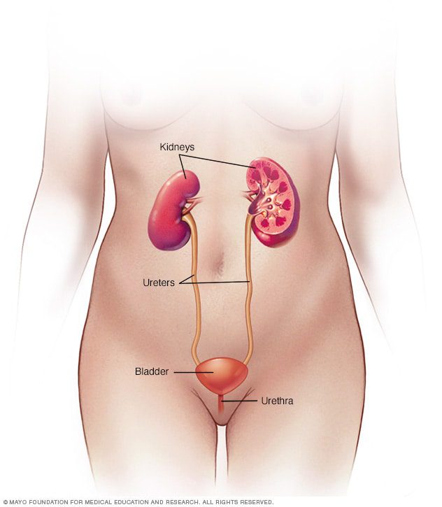 The Essential Guide to Urinary Tract Health: Prevention and Care